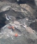 Pingoin "animal endémique des Galapagos"